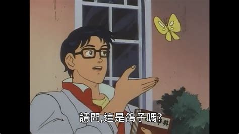 這是鳥嗎|這是鴿子嗎？